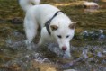 cachorro